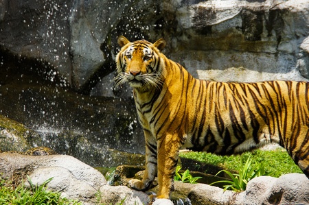 Bengal tiger