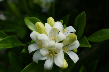 Orange Flowers
