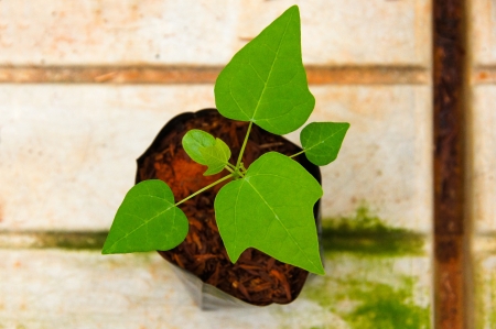 Sapling of papayaの写真素材