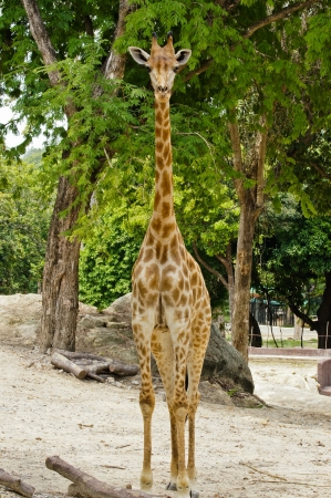 Giraffeの写真素材