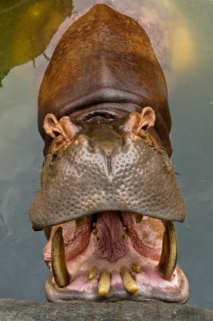 Hippo showing huge jaw and teethの写真素材