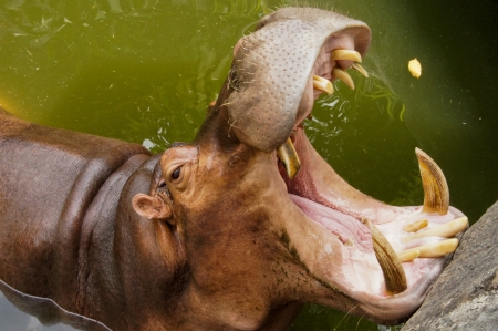 Hippo showing huge jaw and teethの写真素材