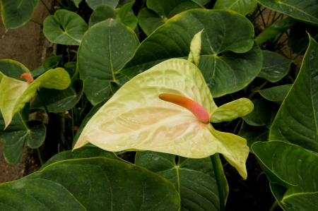 Anthurium blossom Garden.