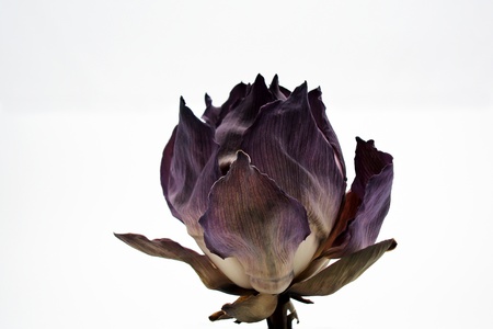 dry lotus on a white background
