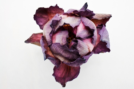 dry lotus on a white backgroundの写真素材