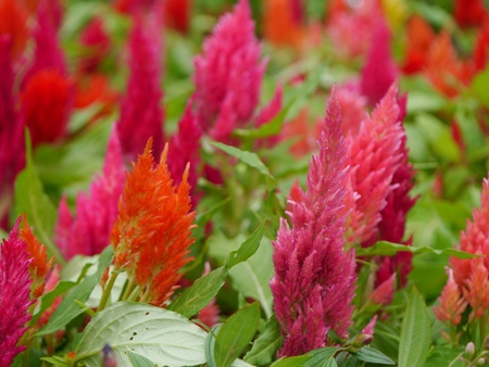 Celosia argentea like a colourful small christmas tree