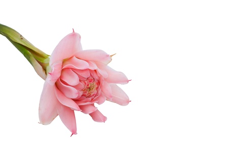 flower of etlingera elatior on isolate white backgroundの写真素材