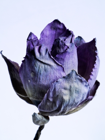 dry lotus on a white backgroundの写真素材