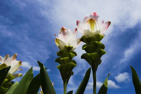 White siam tulips bloomingの写真素材