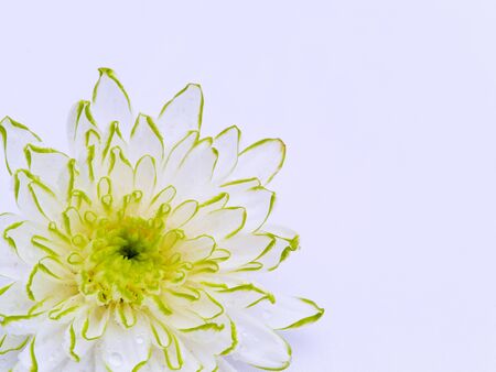 White autumn chrysanthemum isolated on white background.の写真素材