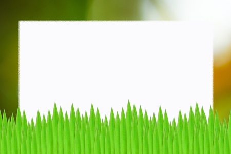 Green leaves on isolate white background の写真素材