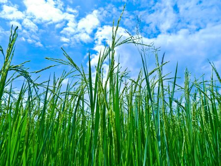 Rice fieldの写真素材