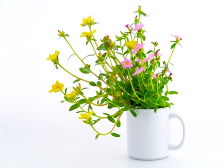 Portulaca flower in glass isolated on white backgroundの写真素材