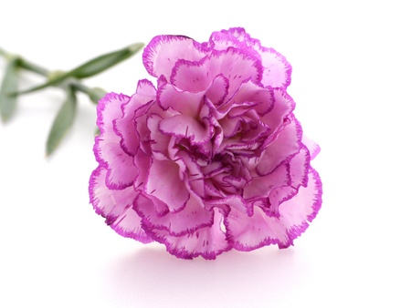 Carnation Isolated on white background Carnation for Mother's day imageの写真素材