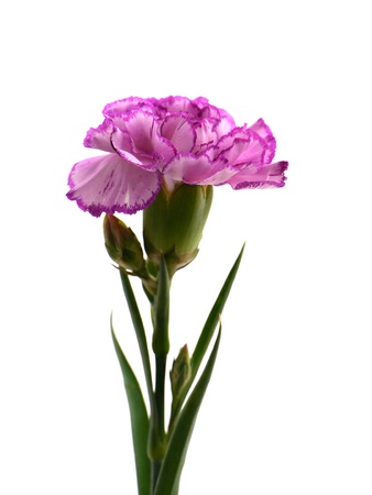Carnation Isolated on white background Carnation for Mother's day imageの写真素材