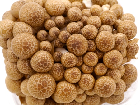 Yanagi Mutsutake mushroomの写真素材