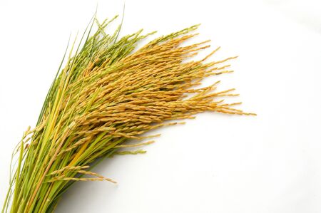rice on white backgroundの写真素材