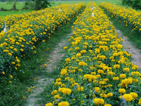 Saffron Marigold Used in the decoration of the garden の写真素材