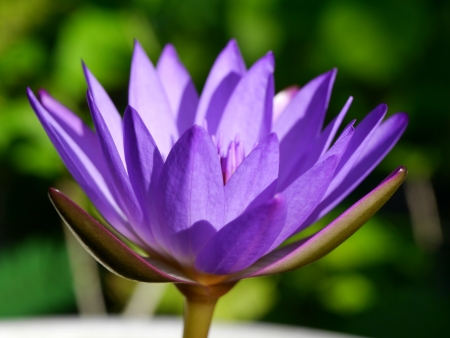 blooming water liliesの写真素材