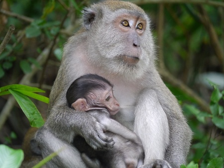 Comfort in the jungle - macaque mother feeding her babyの写真素材