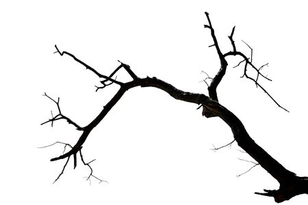 Death trees on white background の写真素材