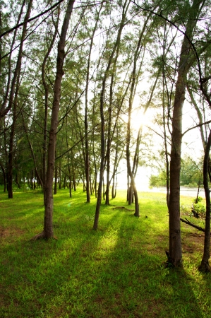 Pine forest in topical rainforest for background, Ta lum pook promontory of Thailand の写真素材