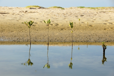 Mangrove forest topical rainforest for background, Ta lum pook promontory of Thailand の写真素材