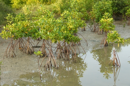 Mangrove forest topical rainforest for background, Ta lum pook promontory of Thailand.の写真素材
