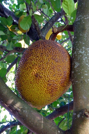 Jackfruit on tree