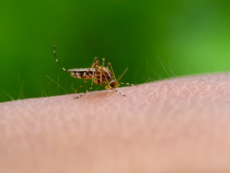 Mosquito sucking human blood on extreme macro