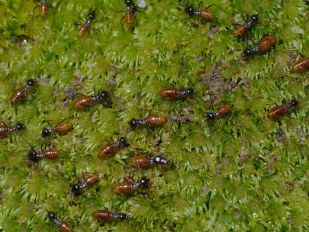Termites in tropical forest on the moss.