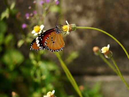 Butterfly on flower