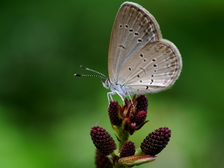Butterfly on flowerの写真素材
