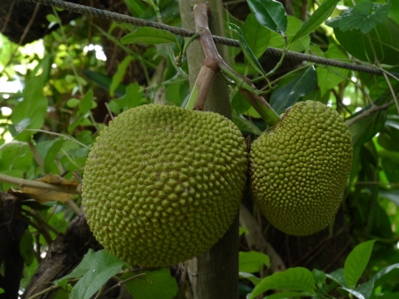 Jackfruit on tree