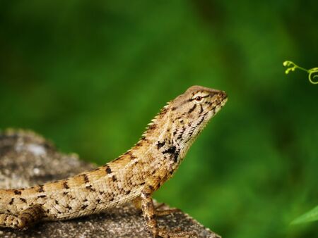 Lizard, Iguana, Gecko, Skink