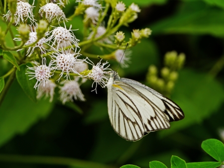 Butterfly on white flower の写真素材