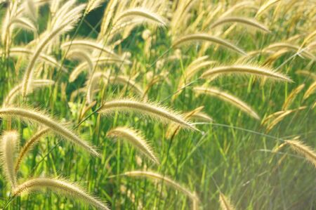 Flower grass impact sunlight.の写真素材