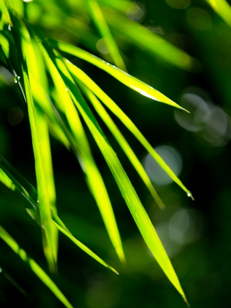 Abstract misty natural backgrounds with bamboo foliageの写真素材