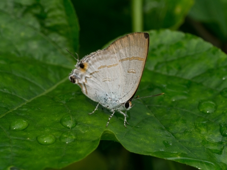 Butterfly on a green leaf.の写真素材
