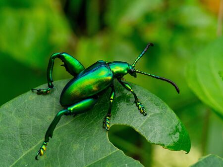 Emerald colored insects.の写真素材
