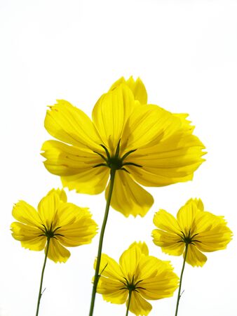 yellow flower or cosmos Flowerの写真素材