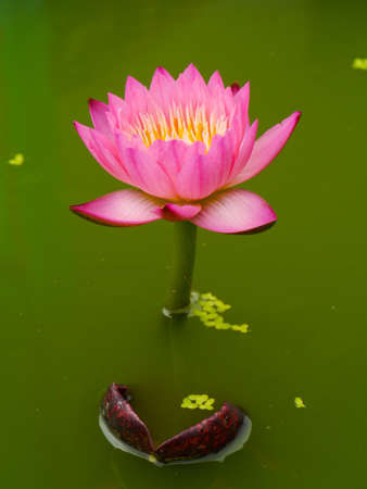 Water lily in Lotus Museum, Thailand.の写真素材