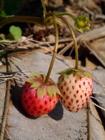 strawberry in farmの写真素材