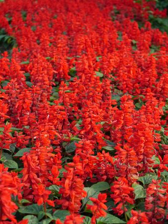 red flower in the gardenの写真素材