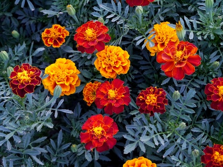 Saffron Marigold Used in the decoration of the garden 