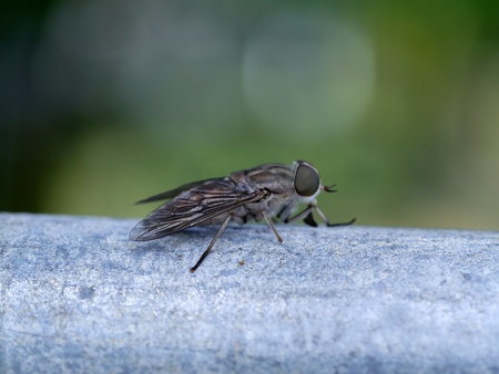 fly over natural background, Musca domesticaの写真素材