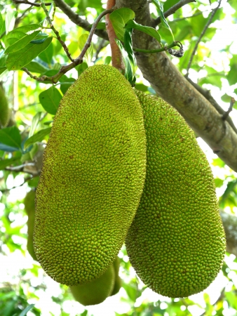 Raw jackfruit on the tree.の写真素材