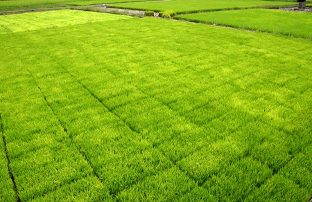 Seedlings for planting rice with machines.の写真素材