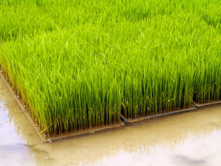 Seedlings for planting rice with machines.の写真素材
