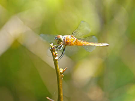 Resting red dragonflyの写真素材